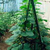 Augu balsts, 120cm - Image 2