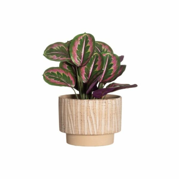 4Living Puķu pods Paralia 25cm - Image 2