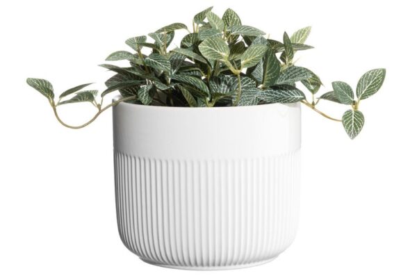 4Living puķupods Aralia balts - Image 4